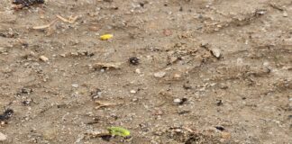 „Skorupa glebowa” utrudnia wschody