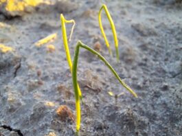 Cebula dostała gradem. Jak pomóc roślinom?