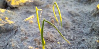 Cebula dostała gradem. Jak pomóc roślinom?