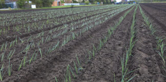 Lepsza żyzność gleby. Dla warzyw to bardzo ważne!