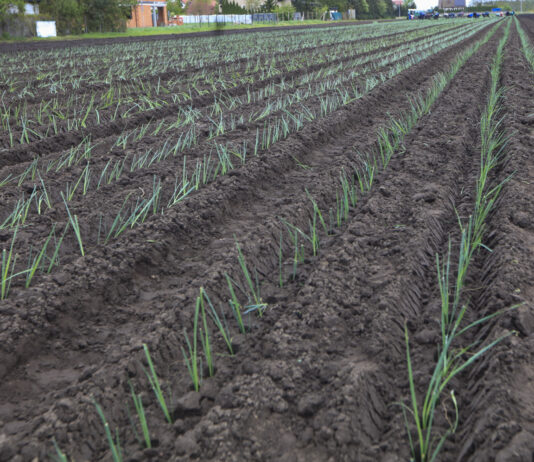 Lepsza żyzność gleby. Dla warzyw to bardzo ważne!