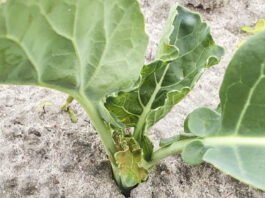 Ciągle zimno. Jak pomóc przechłodzonym warzywom w polu?