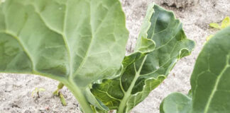 Ciągle zimno. Jak pomóc przechłodzonym warzywom w polu?