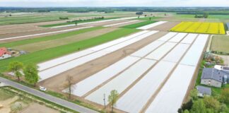 Przygotowanie stanowiska pod uprawę kapusty i nawożenie na start