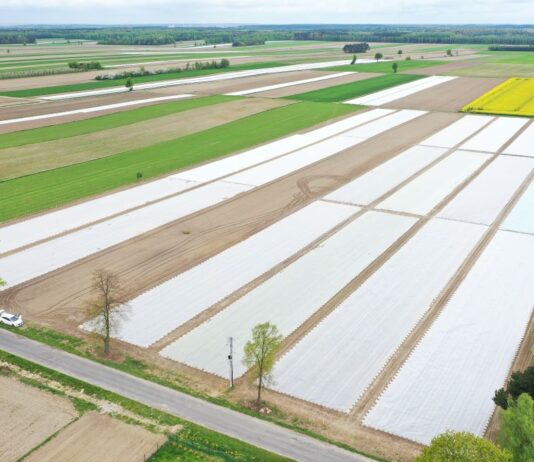 Przygotowanie stanowiska pod uprawę kapusty i nawożenie na start