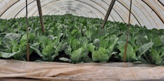 Polska kapusta do końca tygodnia, kalafiory także jeszcze w kwietniu