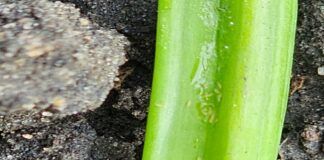 Larwy wciornastków już są na „zimówce”