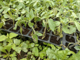 Zaraza ziemniaka atakuje pomidory już w maju zaraza na pomidorach
