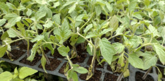 Zaraza ziemniaka atakuje pomidory już w maju   zaraza na pomidorach
