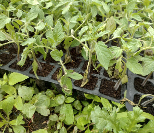 Zaraza ziemniaka atakuje pomidory już w maju zaraza na pomidorach