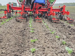 Mechaniczne uprawki po posadzeniu rozsady