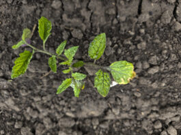 Pomidory już w polu, ale pogoda nie sprzyja