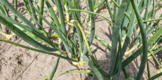 Stemphylium na zimówce stemphylium