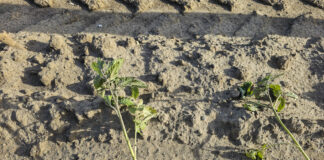 Pogoda nie sprzyja uprawom warzyw na Kujawach (21 maj 2024)