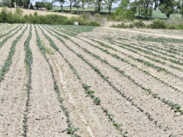 Pozostałości herbicydów z poprzedniego roku