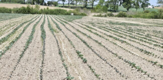 Pozostałości herbicydów z poprzedniego roku