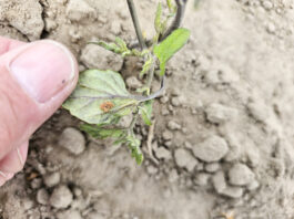 Stonka na pomidorach. Co robić?