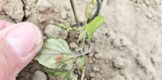 Stonka na pomidorach. Co robić?