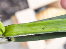 Wciornastek tytoniowiec w coraz większym nasileniu!