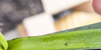 Wciornastek tytoniowiec w coraz większym nasileniu!