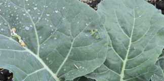 Tantniś krzyżowiaczek już na plantacjach kapustnych (24 maja 2024)