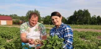 Ziemniak Riviera na wczesny zbiór – uprawa pod folią perforowaną i agrowłókniną Ziemniak Riviera na wczesny zbiór - uprawa pod folią perforowaną i agrowłókniną