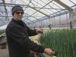 Produkcja rozsady na własne potrzeby. Nie tylko!