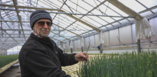 Produkcja rozsady na własne potrzeby. Nie tylko!