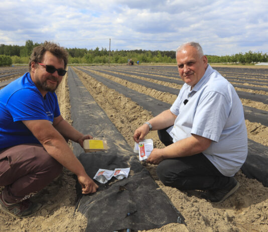 100 ton ogórków z hektara, edycja 2024. Wybrane odmiany.