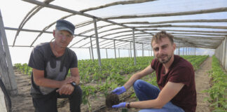 Papryka 3 tygodnie po posadzeniu. Skąd taki efekt?