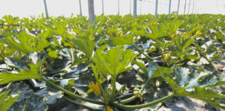 Cukinie, ogórki i fasolka. Zbiory trwają od połowy maja