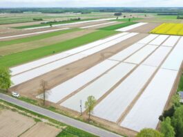 Agrowłóknina w projekcie Kapuściana Demo Farma