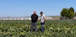 Jak „cenna” jest polska kapusta wczesna?