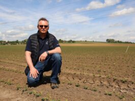Rola dobrego nawożenia w uprawie buraka ćwikłowego (Burak Ćwikłowy #profesjonalnie, cz. 2) Rola dobrego nawożenia w uprawie buraka ćwikłowego (Burak Ćwikłowy #profesjonalnie, cz. 2)
