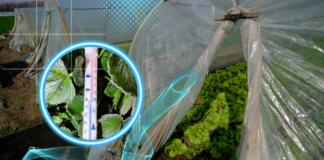 Czas „zimnych ogrodników”. Czy będą przymrozki?