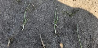 Intensywne opady deszczu i gradu niszczą plantacje