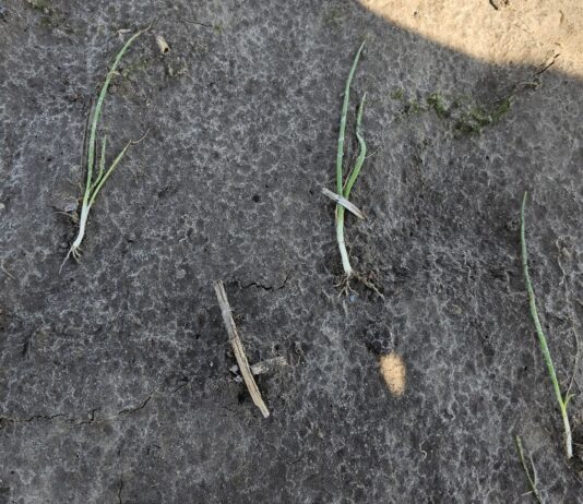 Intensywne opady deszczu i gradu niszczą plantacje