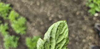 Zaraza ziemniaka atakuje. Jak chronić?