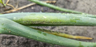 Mączniak rzekomy na cebuli. Czym pryskać gdy są już objawy