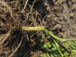 Fuzarium na warzywach. Czy da się zwalczać?