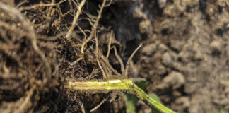 Fuzarium na warzywach. Czy da się zwalczać?