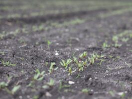 Stosowanie herbicydów w uprawie buraka ćwikłowego Jak poprawić życie mikrobiologiczne gleby - informacje z projektu "Burak ćwikłowy #profesjonalnie"