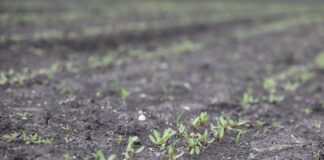 Stosowanie herbicydów w uprawie buraka ćwikłowego Jak poprawić życie mikrobiologiczne gleby - informacje z projektu "Burak ćwikłowy #profesjonalnie"