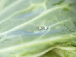 Mszyce na kapuście głowiastej. Czy zwalczać?