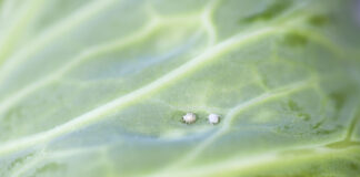 Mszyce na kapuście głowiastej. Czy zwalczać?