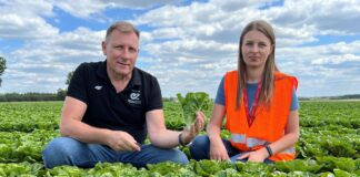 Odmiany sałaty dostosowane do wymagań rynku