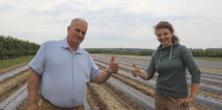 Ogórki posiane, ale czy nie za późno?