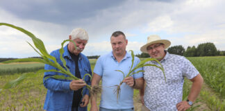 Kukurydza w technologii Strip – till. Ten produkt zrobił szokujący efekt! Kukurydza w technologii Strip – till. Ten produkt zrobił szokujący efekt!