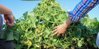 Dlaczego wybraliśmy odmiany ogórków z przewagą kwiatów żeńskich?