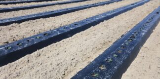 Ogórki 7 dni po siewie